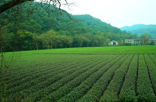 茶山