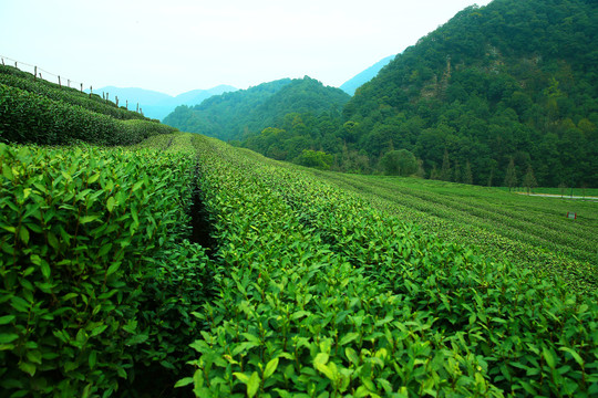 茶山