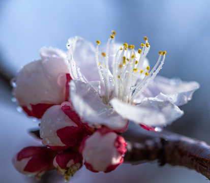 樱花特写