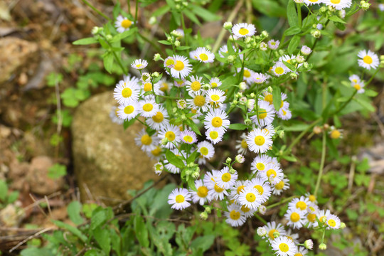 野菊花野生白色小花