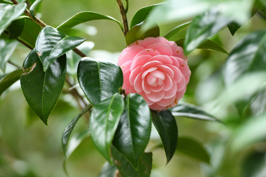 粉红色山茶花娇艳欲滴