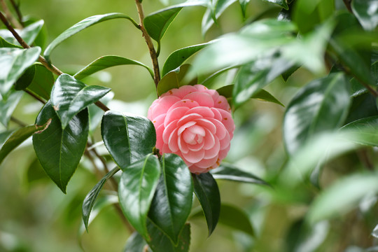 粉红色山茶花娇艳欲滴