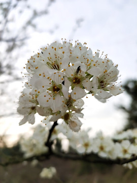 盛开的李子花