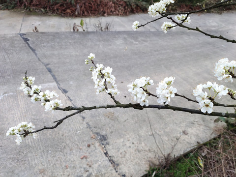 李子花一枝独秀