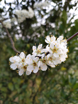 盛开的李子花