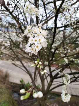 李子花及树枝