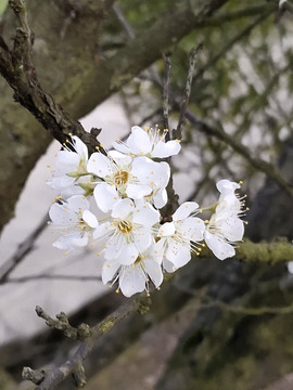 李子花