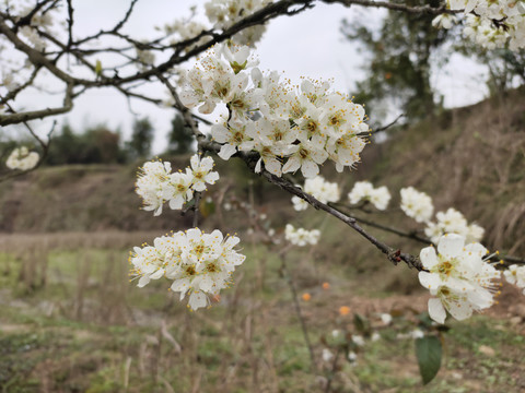 李子花