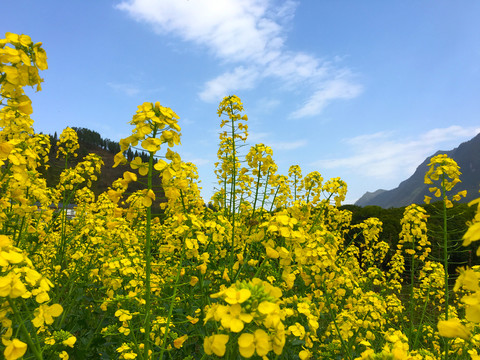 油菜花1