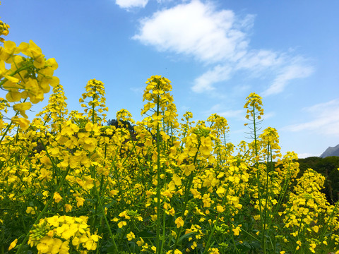 油菜花2