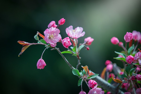 春暖花开看海棠