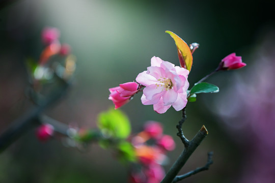 春暖花开看海棠