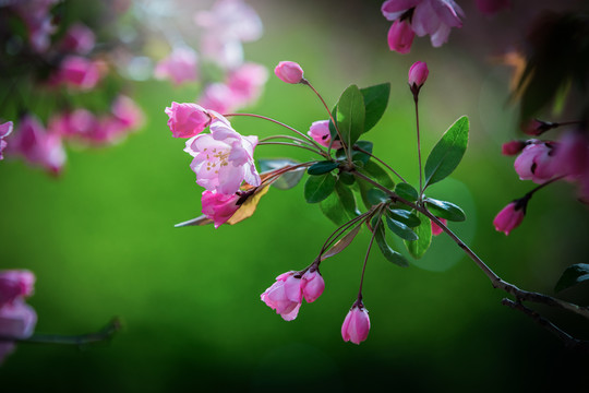 春暖花开看海棠