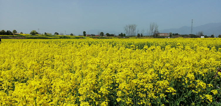 油菜花