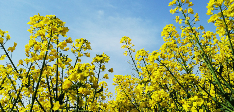 油菜花