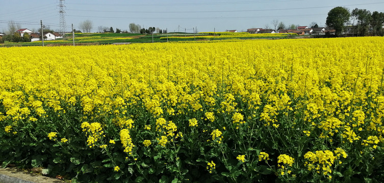 油菜花