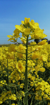 油菜花