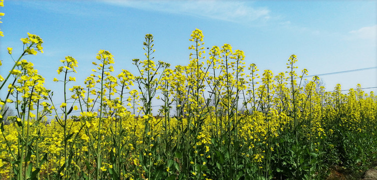 油菜花