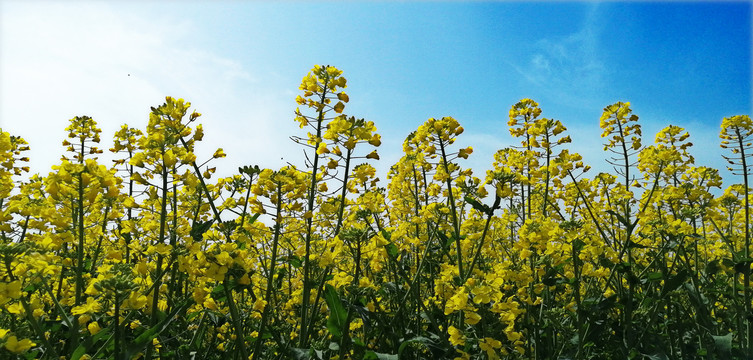 油菜花