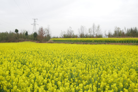 油菜花