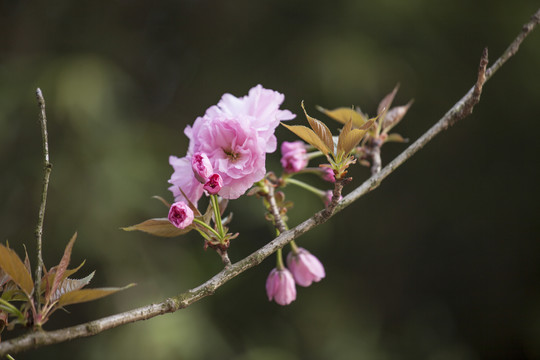 樱花