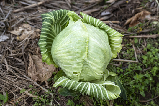 蔬菜莲花白