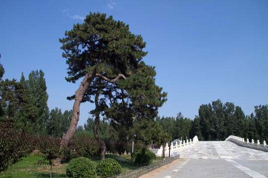 清西陵慕陵古松树