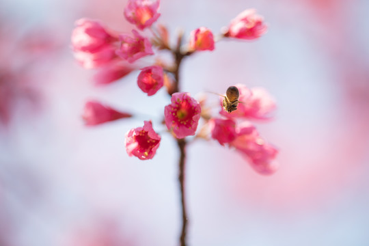 樱花早樱蜜蜂