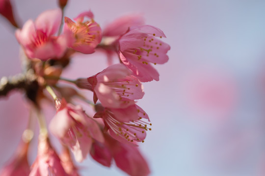 樱花早樱