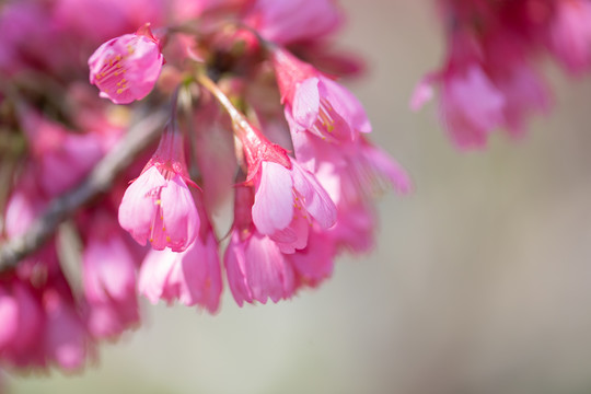 樱花早樱