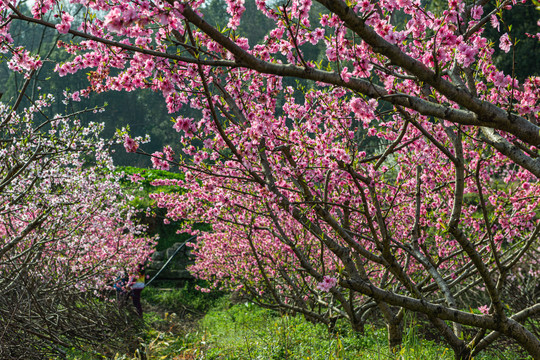 架锅山村桃李花开