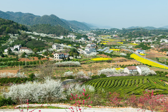 架锅山村桃李花风光