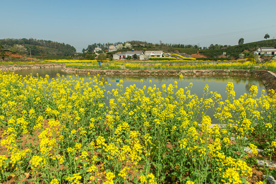 架锅山村油菜花花风光