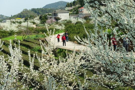 架锅山村桃李花开