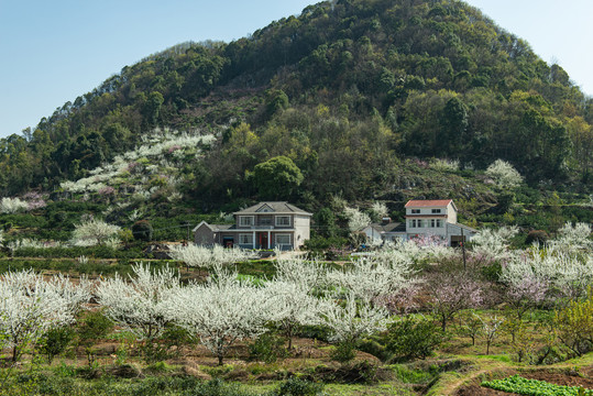 架锅山村桃李花开