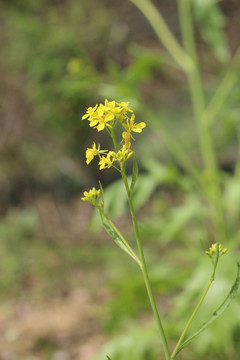 一棵油菜花