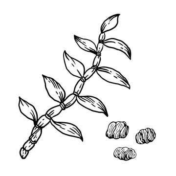 鐵皮石斛素描插畫