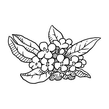桂花素描插畫
