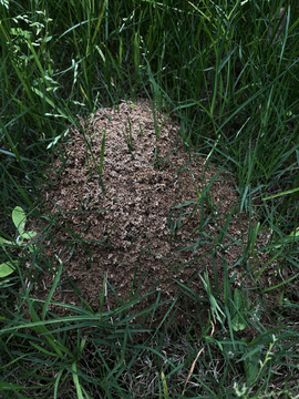 蚂蚁窝