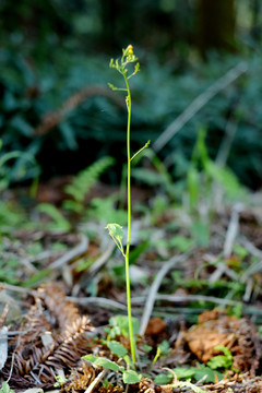 小野花