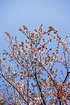 紫叶李