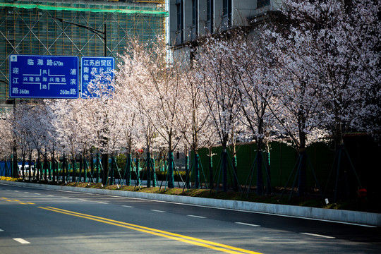 街道樱花