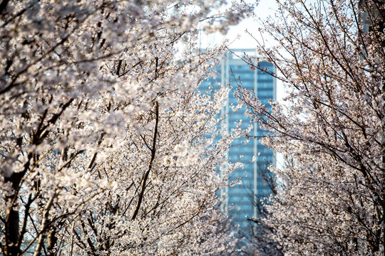 街道樱花