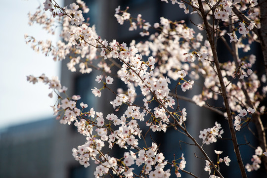 樱花