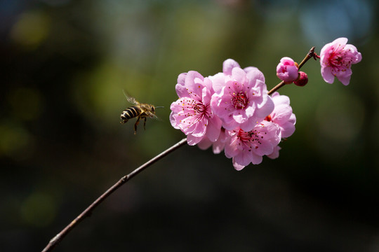 蜜蜂采蜜