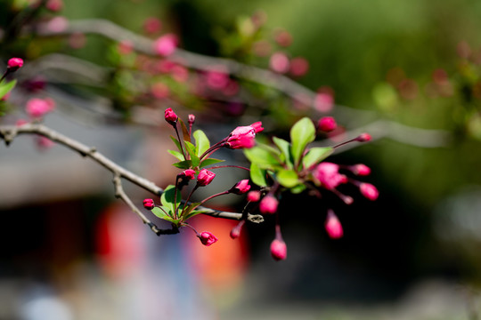 垂丝海棠花