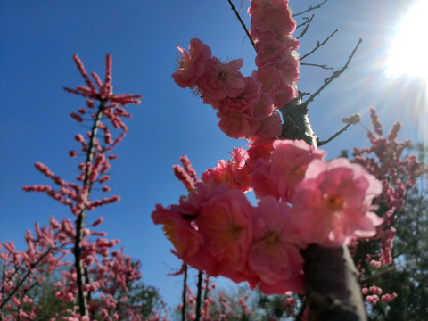 花开了