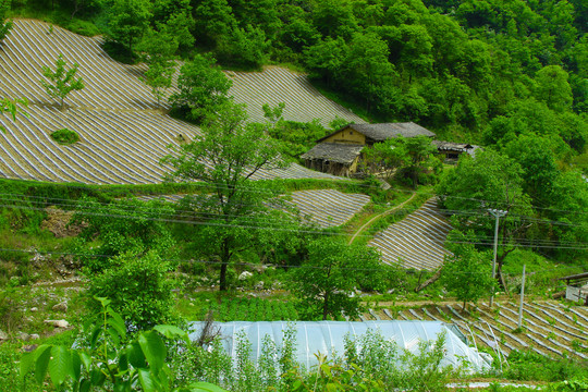 镇坪地膜三