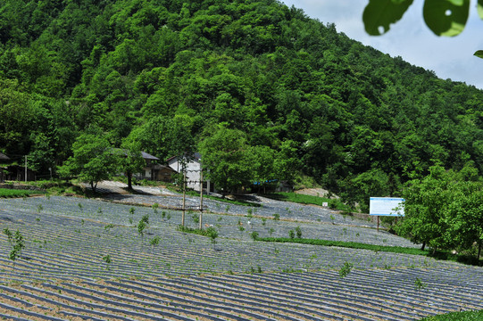 镇坪地膜三