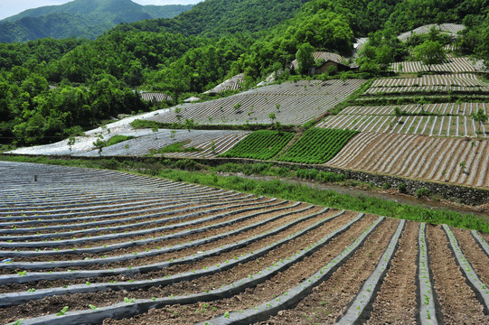 镇坪地膜八